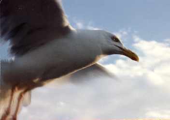 Bold Seagull